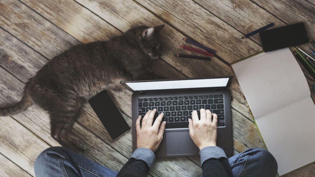 working from home with a cat